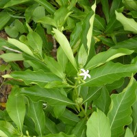 Morinda coreia Buch.-Ham.